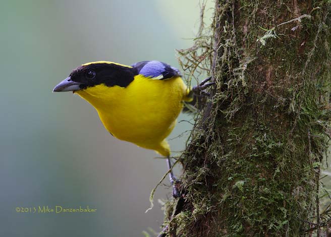 Blue-winged Mountain Tanager (Anisognathus somptuosus) photo image