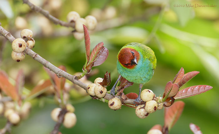 Bay-headed Tanager (Tangara gyrola) photo