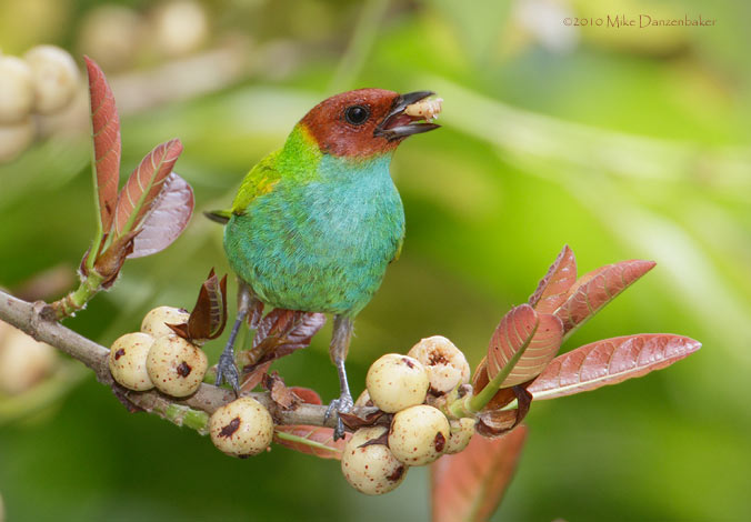 Bay-headed Tanager (Tangara gyrola) photo