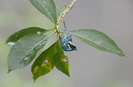Beryl-spangled Tanager (Tangara nigroviridis) photo image