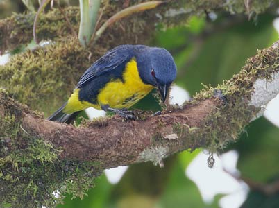 Blue-and-gold Tanager (Bangsia arcaei) photo