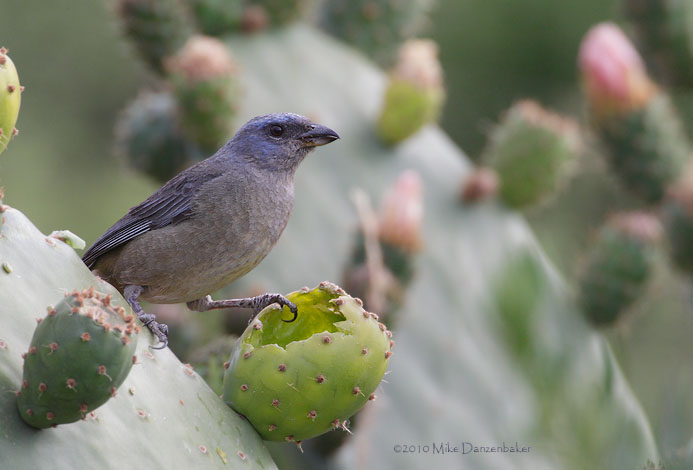 Blue-and-yellow Tanager (Thraupis bonariensis) photo image