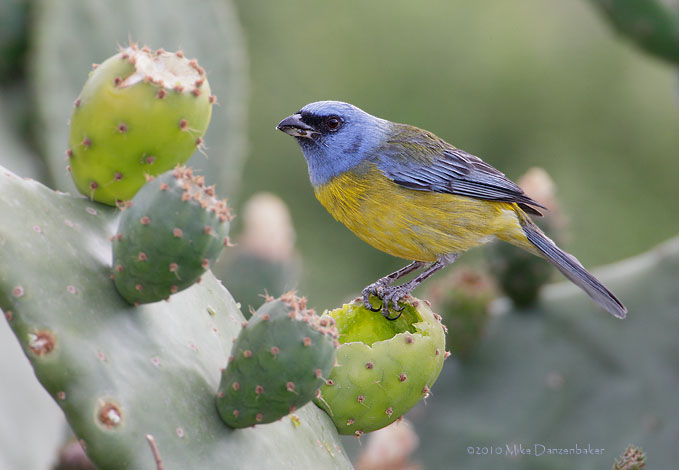 Blue-and-yellow Tanager (Thraupis bonariensis) photo