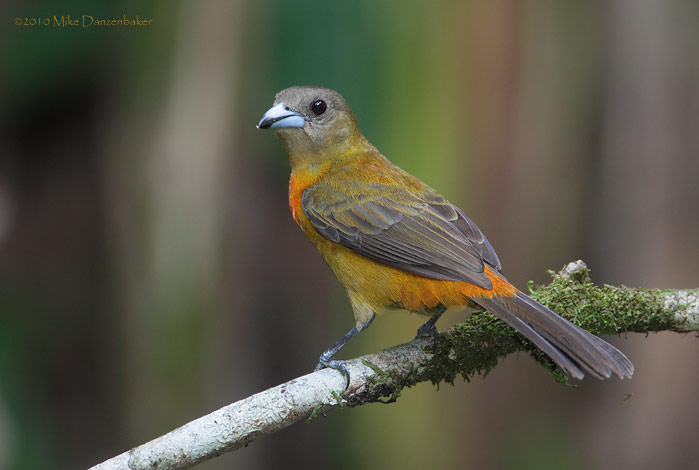 Cherrie's Tanager (Ramphocelus costaricensis) photo image