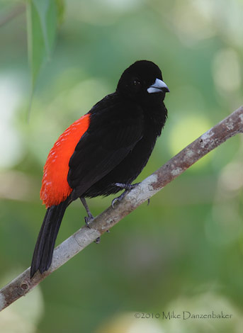 Cherrie's Tanager (Ramphocelus costaricensis) photo image