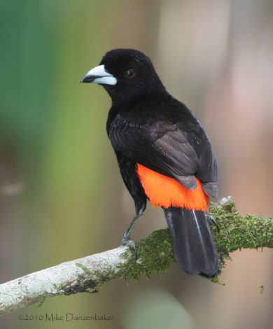 Cherrie's Tanager (Ramphocelus costaricensis) photo image