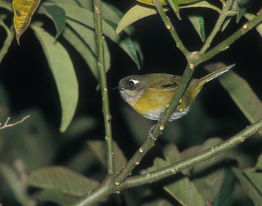 Common Bush-Tanager (Chlorospingus ophthalmicus) photo image