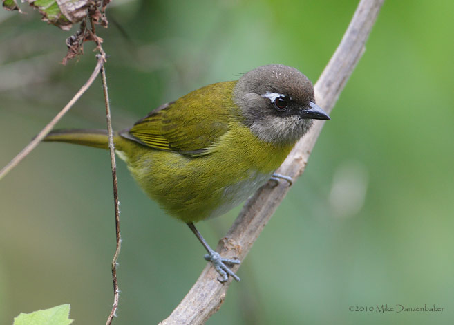 Common Bush-Tanager (Chlorospingus ophthalmicus) photo image