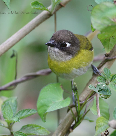 Common Bush-Tanager (Chlorospingus ophthalmicus) photo image