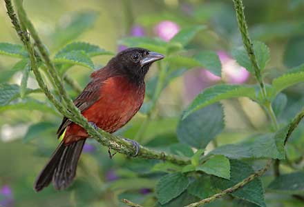Crimson-backed Tanager (Ramphocelus dimidiatus) photo image
