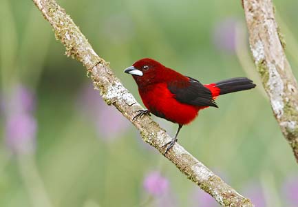 Crimson-backed Tanager (Ramphocelus dimidiatus) photo image