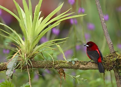 Crimson-backed Tanager (Ramphocelus dimidiatus) photo image