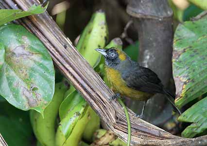 Dusky-faced Tanager (Mitrospingus cassinii) photo image