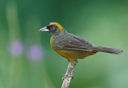 Dusky-faced Tanager (Mitrospingus cassinii) photo image