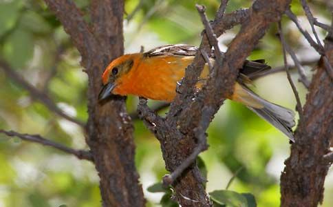 Flame-colored Tanager (Piranga bidentata) photo image