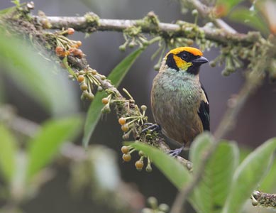Flame-faced Tanager (Tangara parzudakii) photo image