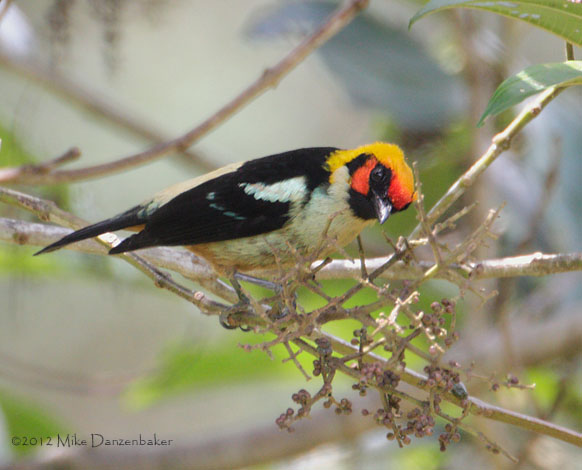 Flame-faced Tanager (Tangara parzudakii) photo image