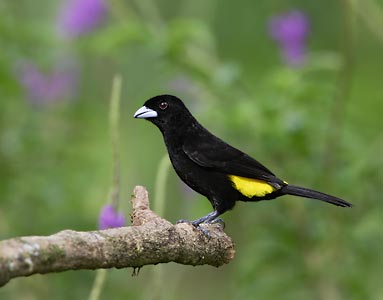 Flame-rumped Tanager (Ramphocelus flammigerus) photo image