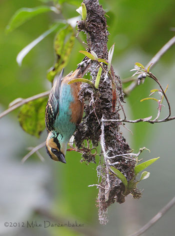 Golden-eared Tanager (Tangara chrysotis) photo image