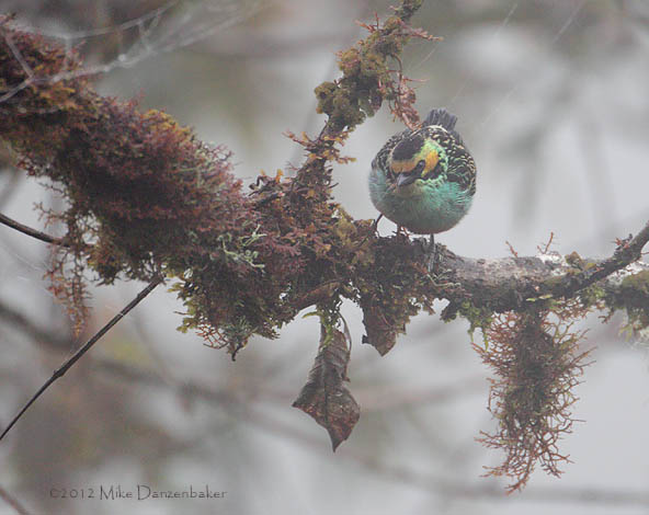 Golden-eared Tanager (Tangara chrysotis) photo image
