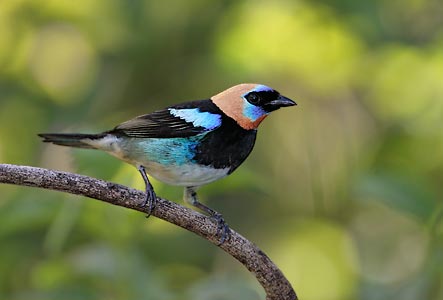 Golden-hooded Tanager (Tangara larvata) photo