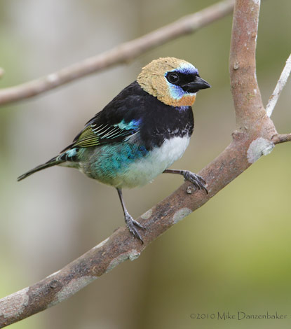 Golden-hooded Tanager (Tangara larvata) photo