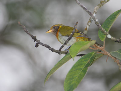 Guira Tanager (Hemithraupis guira) photo image