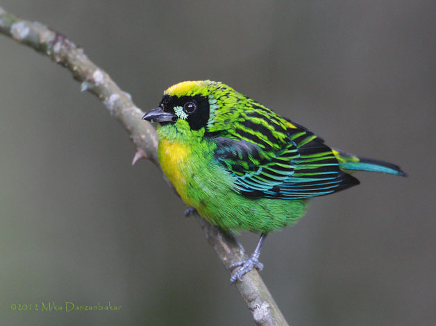 Green-and-gold Tanager (Tangara schrankii) photo image