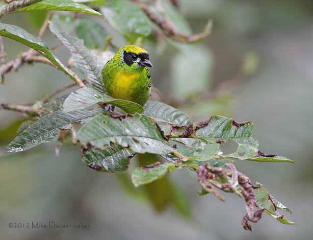 Green-and-gold Tanager (Tangara schrankii) photo image