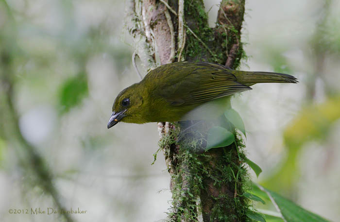 Carmiol's Tanager (Chlorothraupis carmioli) photo