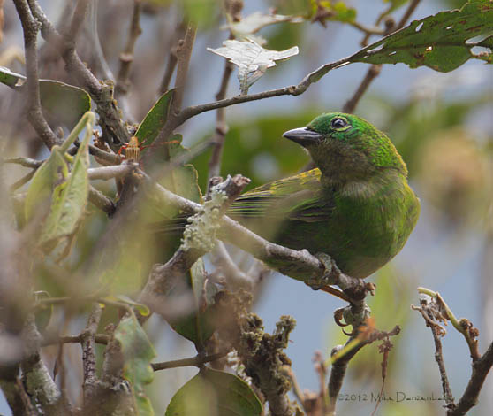 Orange-eared Tanager (Chlorochrysa calliparaea) photo