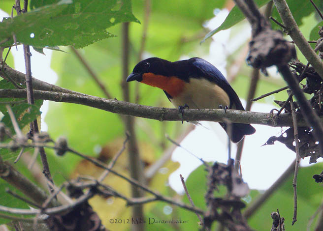 Orange-throated Tanager (Wetmorethraupis sterrhopteron) photo image