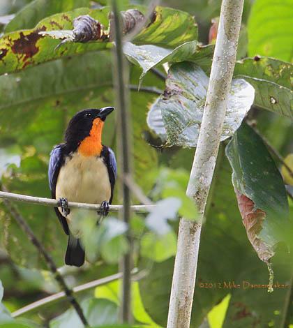 Orange-throated Tanager (Wetmorethraupis sterrhopteron) photo image