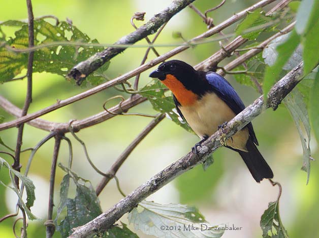 Orange-throated Tanager (Wetmorethraupis sterrhopteron) photo image