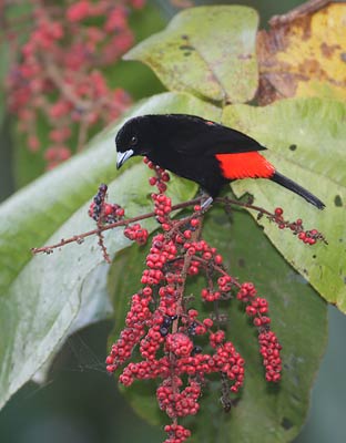 Passerini's Tanager (Ramphocelus passerinii) photo