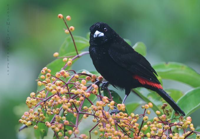 Passerini's Tanager (Ramphocelus passerinii) photo