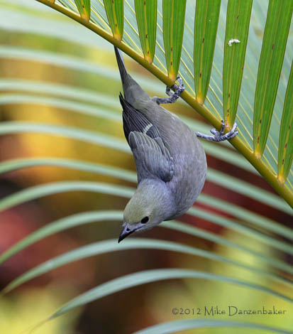 Palm Tanager (Thraupis palmarum) photo