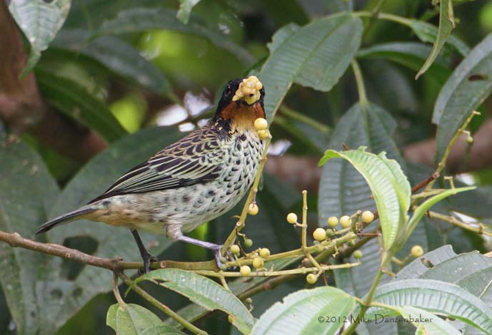Rufous-throated Tanager (Tangara rufigula) photo image