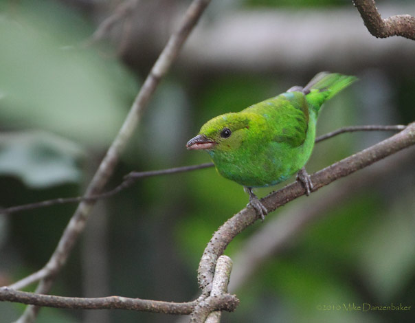 Rufous-winged Tanager (Tangara lavinia) photo