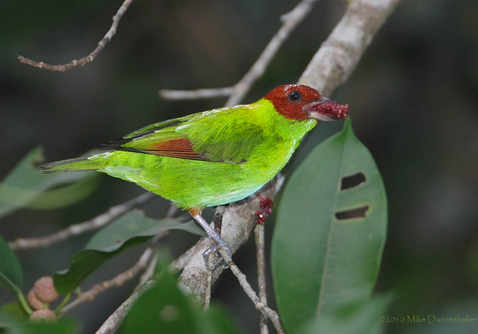 Rufous-winged Tanager (Tangara lavinia) photo