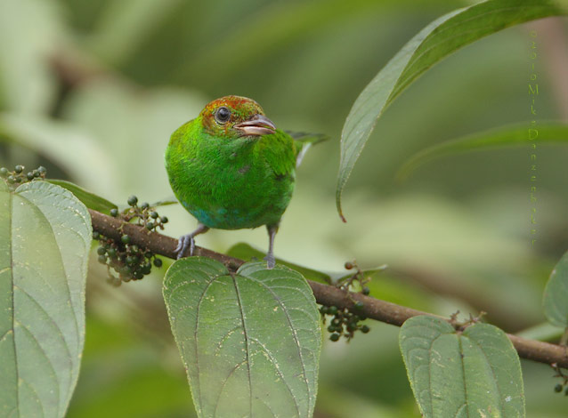 Rufous-winged Tanager (tangara Lavinia) Photo Image