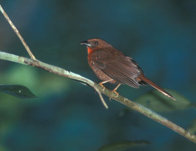 Red-throated Ant Tanager (Habia fuscicauda) photo image