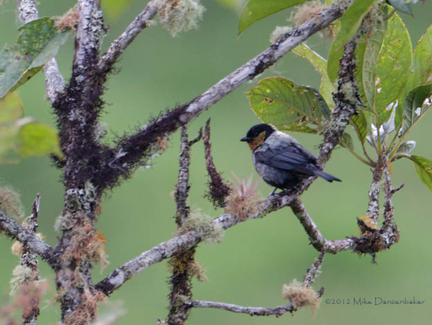 Silver-backed Tanager (Tangara viridicollis) photo image