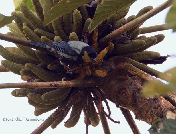 Silver-backed Tanager (Tangara viridicollis) photo image