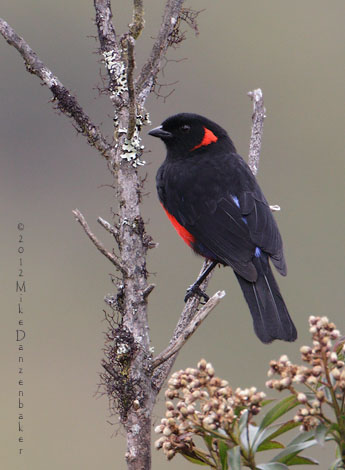 Scarlet-bellied Mountain Tanager (Anisognathus igniventris) photo image