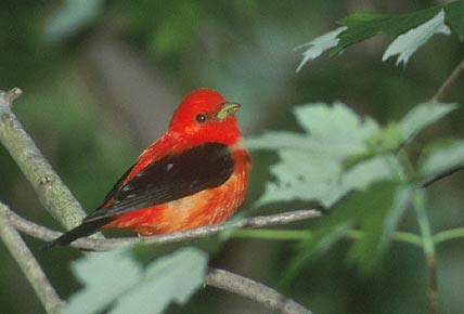 Scarlet Tanager (Piranga olivacea) photo image