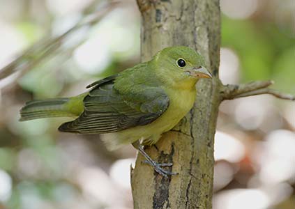 Scarlet Tanager (Piranga olivacea) photo