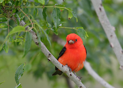 Scarlet Tanager (Piranga olivacea) photo