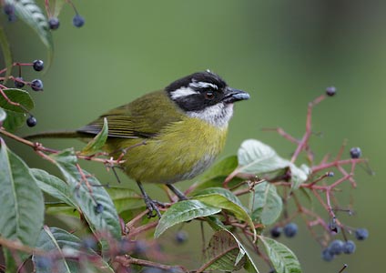Sooty-capped Bush-Tanager (Chlorospingus pileatus) photo image