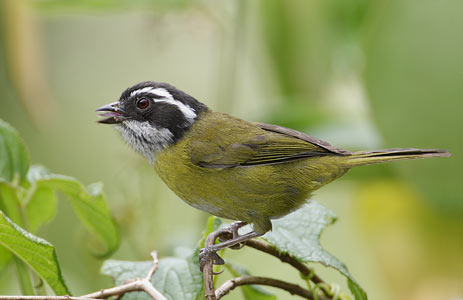 Sooty-capped Bush-Tanager (Chlorospingus pileatus) photo image